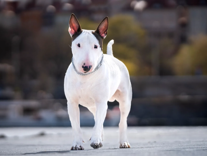 Bull Terrier health issues