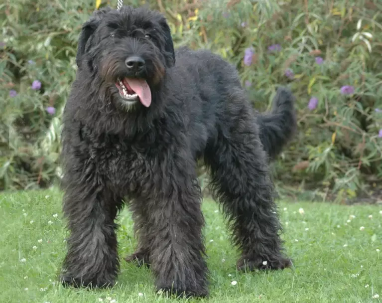Bouvier des Flandres temperament