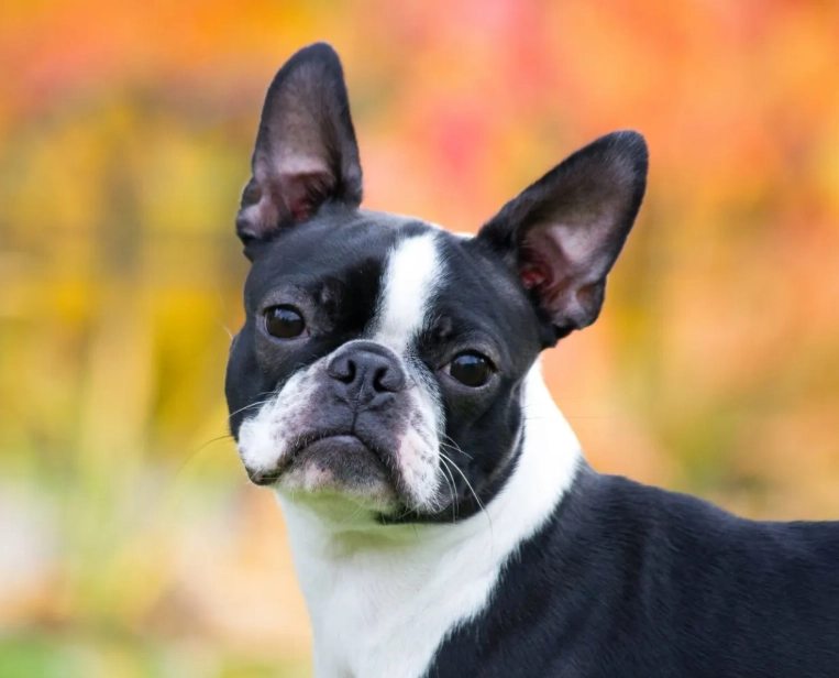 Boston Terrier care