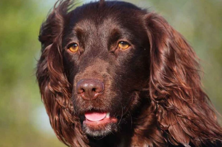 Boykin Spaniel temperament