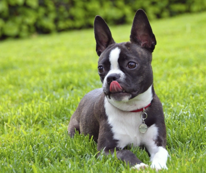 Boston Terrier temperament
