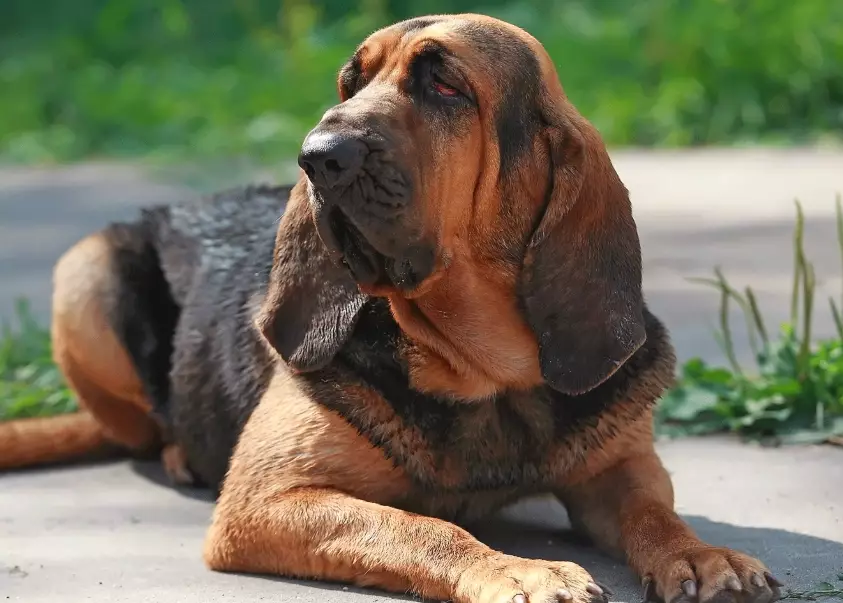 Bloodhound training tips