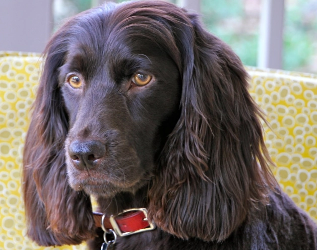 Boykin Spaniel temperament