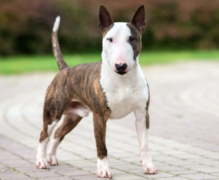 Bull Terrier temperament