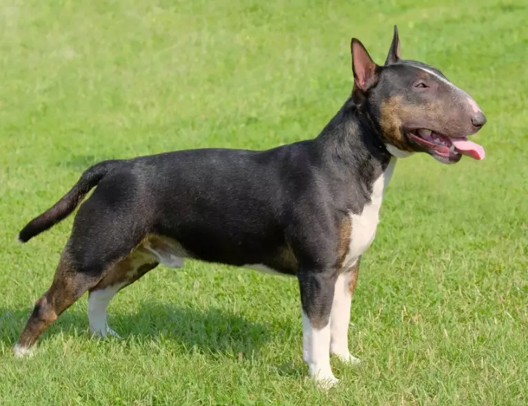 Bull Terrier health issues