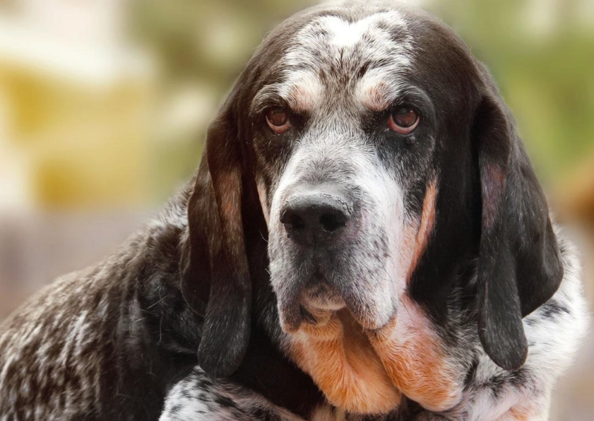Bluetick Coonhound temperament