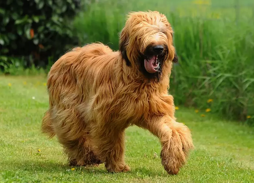 Briard grooming