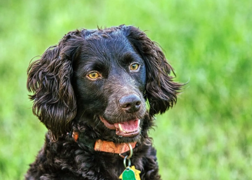 Boykin Spaniel temperament