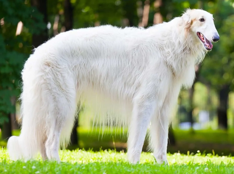 Borzoi dog breed