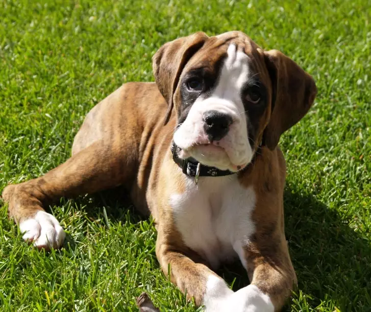 Boxer dog temperament