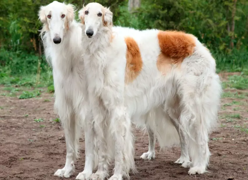 Borzoi dog breed