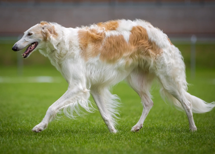 Borzoi dog breed