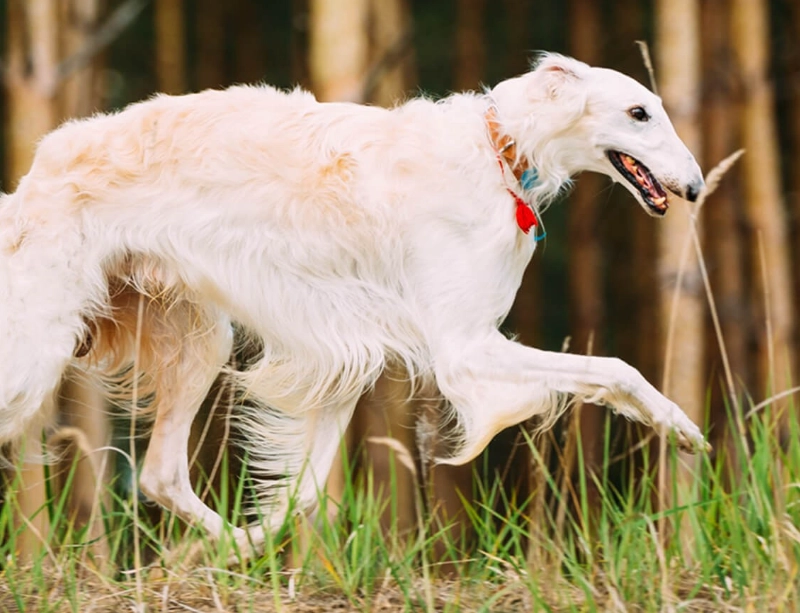 Borzoi temperament