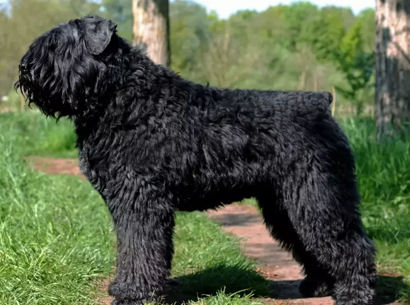 Bouvier des Flandres temperament