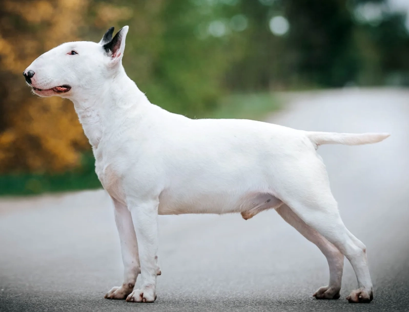 Bull Terrier training
