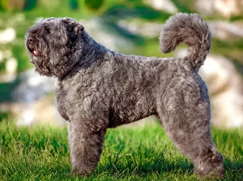 Bouvier des Flandres temperament