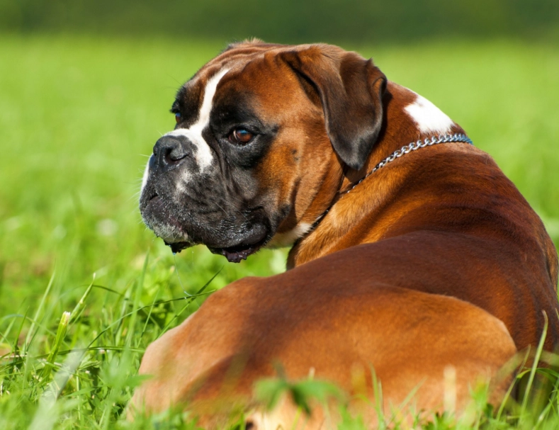 Boxer dog temperament