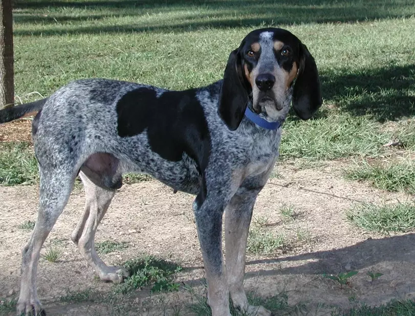 Bluetick Coonhound size