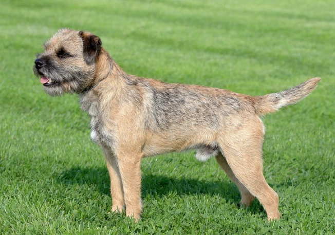 Border Terrier temperament