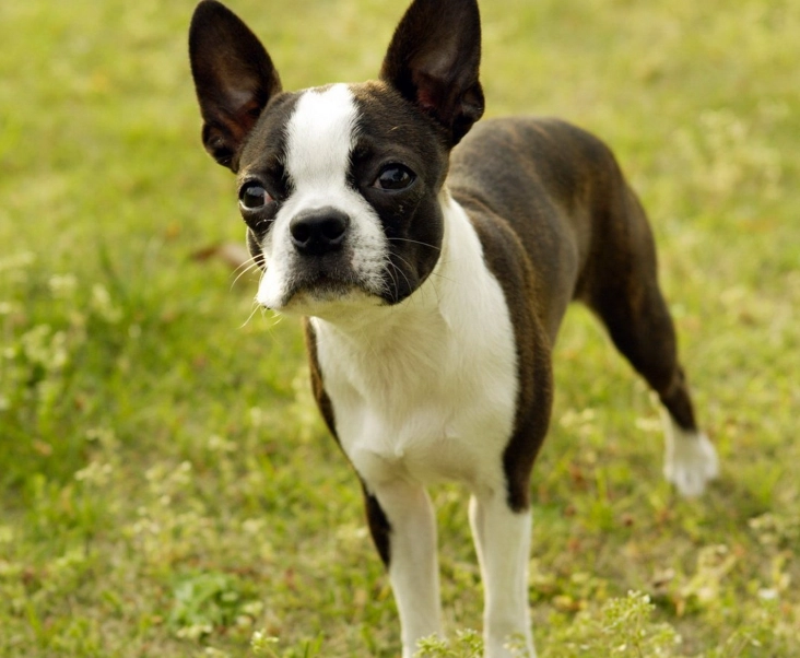Boston Terrier temperament