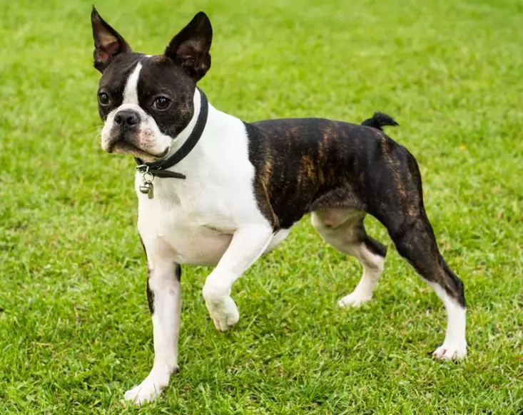 Boston Terrier care
