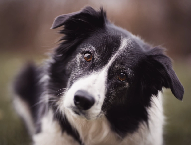 Border Collie training