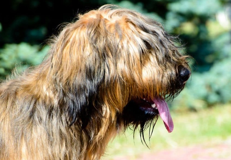 Briard dog breed