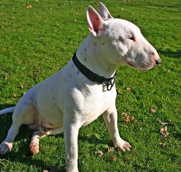 Bull Terrier temperament