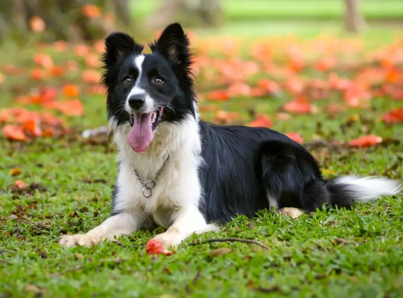 Border Collie intelligence