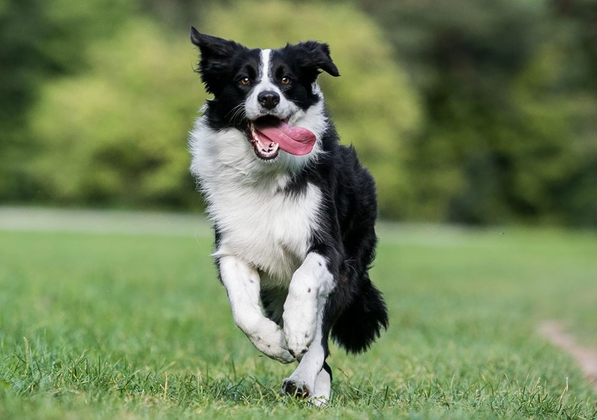 Border Collie training