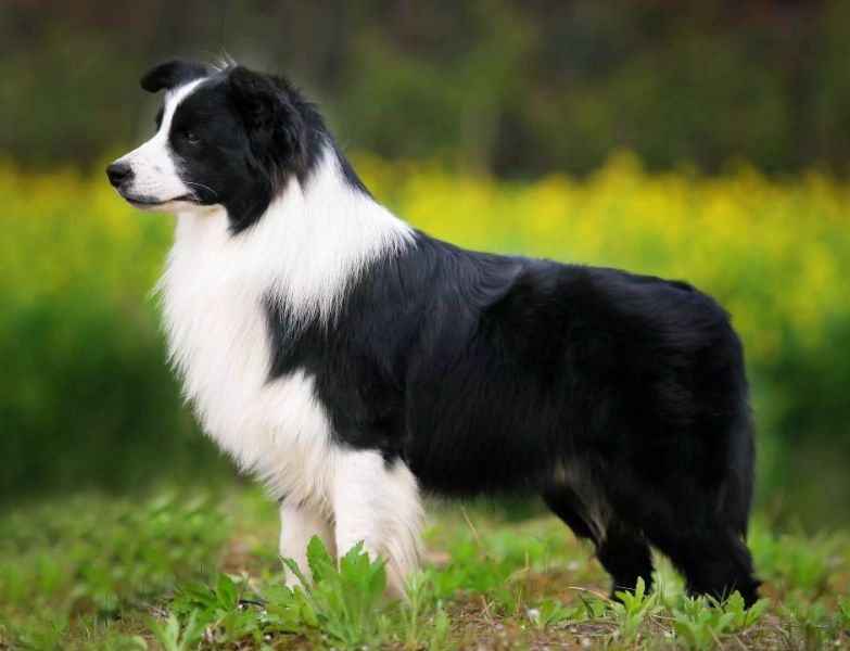 Border Collie intelligence
