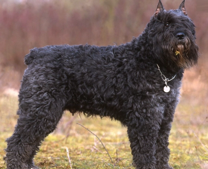 Bouvier des Flandres grooming