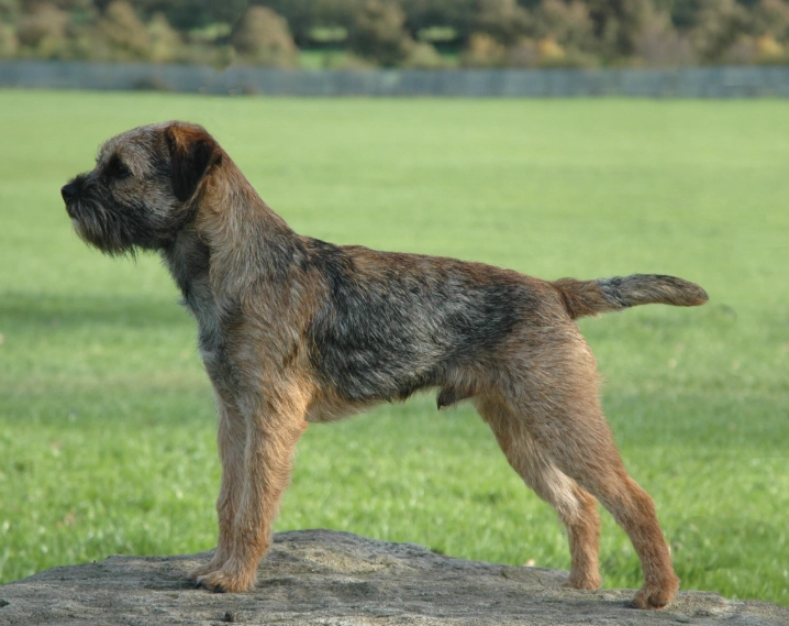 Border Terrier temperament