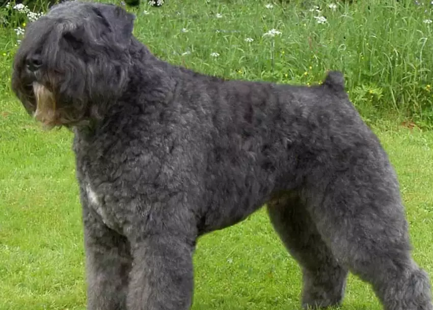 Bouvier des Flandres temperament