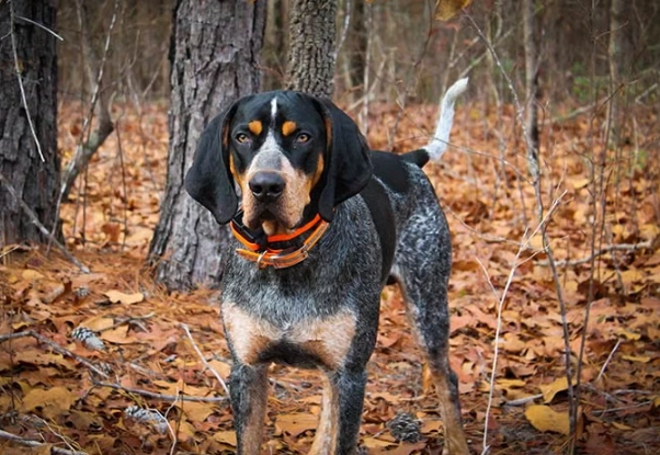 Bluetick Coonhound for sale