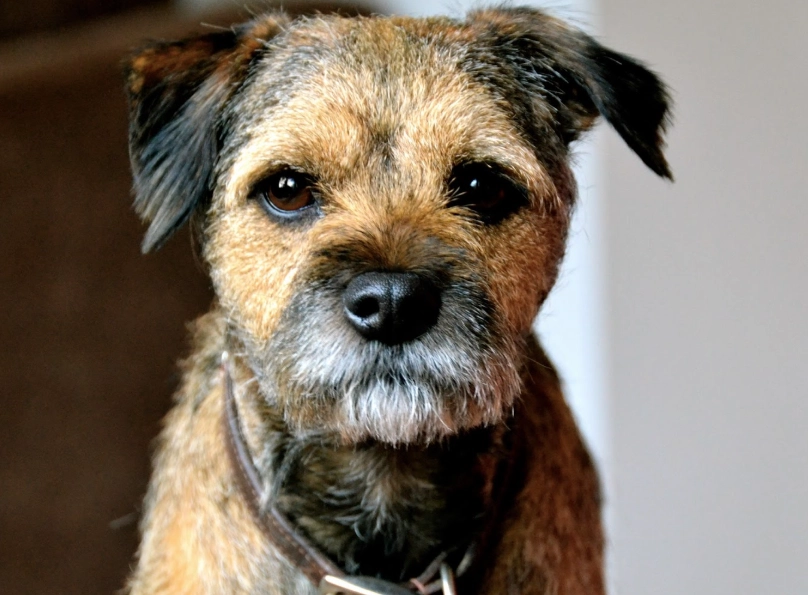 Border Terrier care