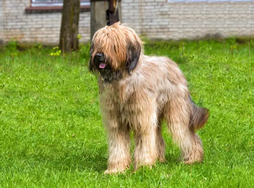 Briard temperament