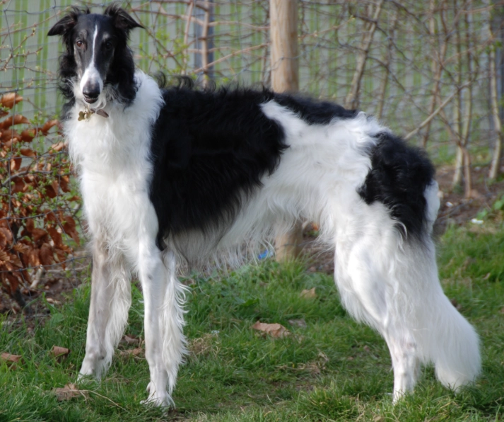 Borzoi puppy