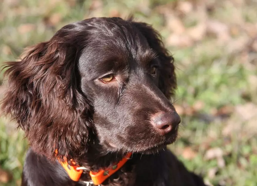 Boykin Spaniel temperament