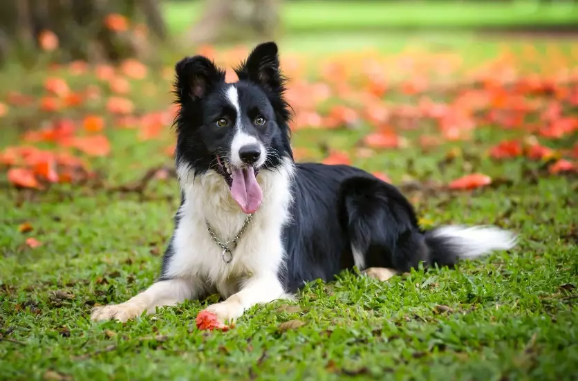 Border Collie training