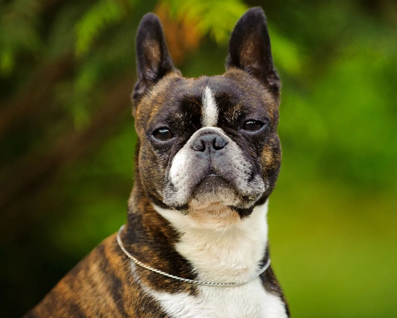 Boston Terrier health problems