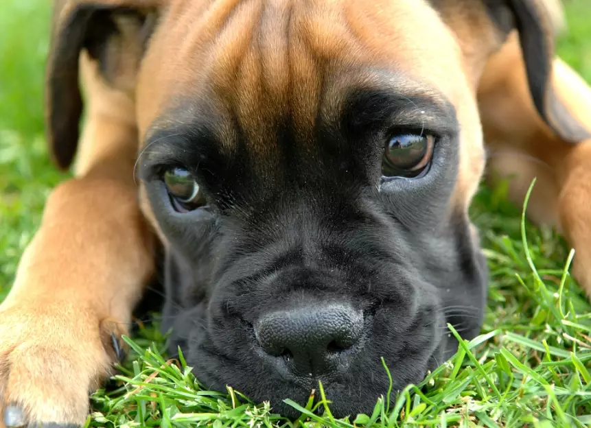 Boxer dog breed