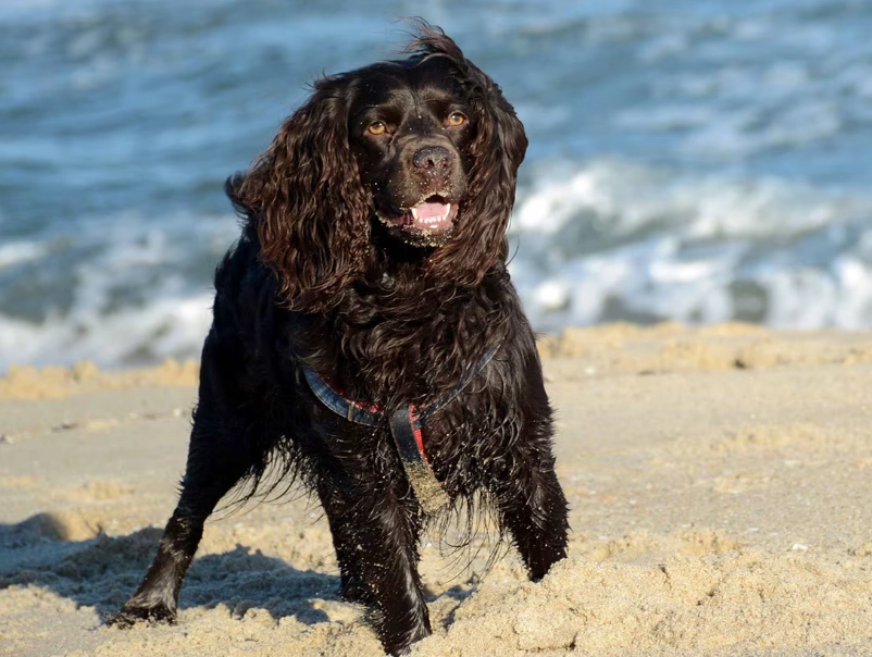 Boykin Spaniel training