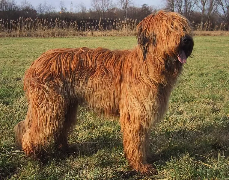 Briard dog breed