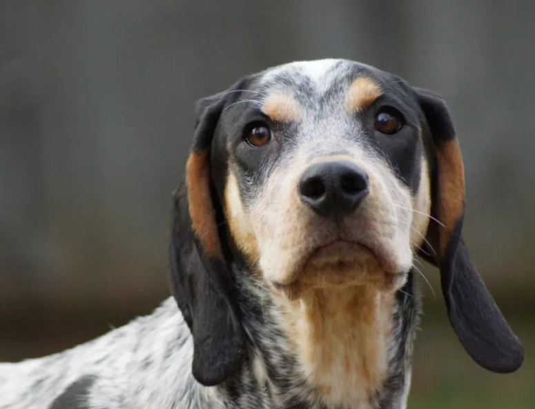 Bluetick Coonhound for sale