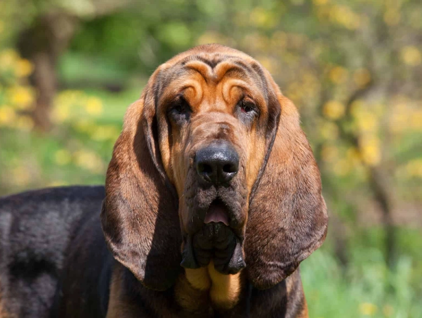 Bloodhound dog