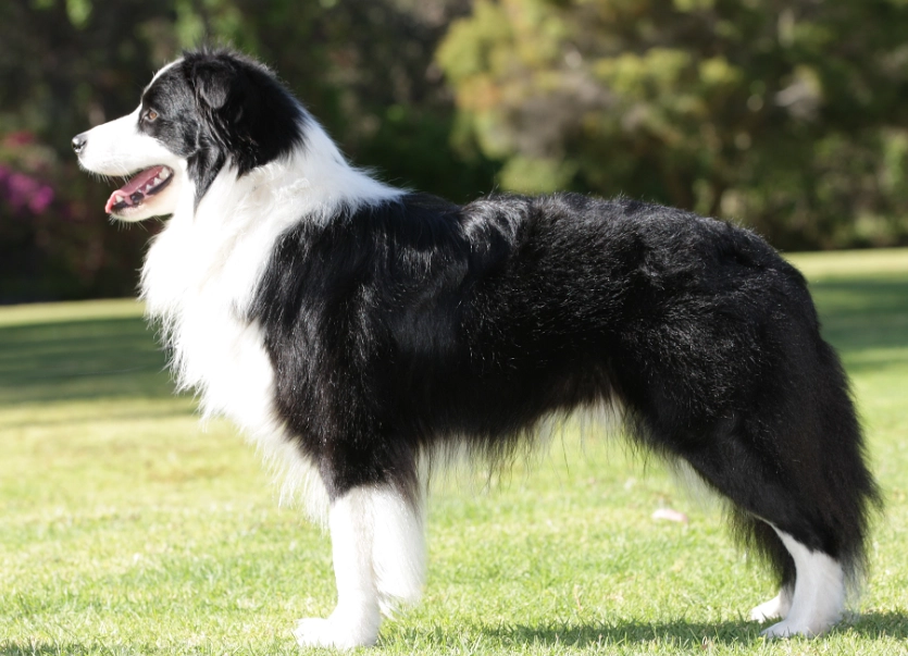 Border Collie intelligence