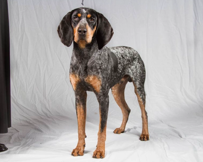 Bluetick Coonhound size