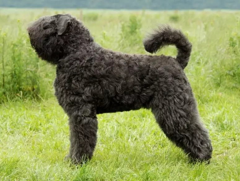 Bouvier des Flandres grooming