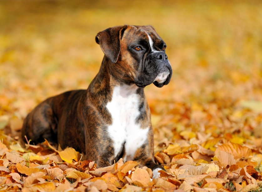 Boxer dog health